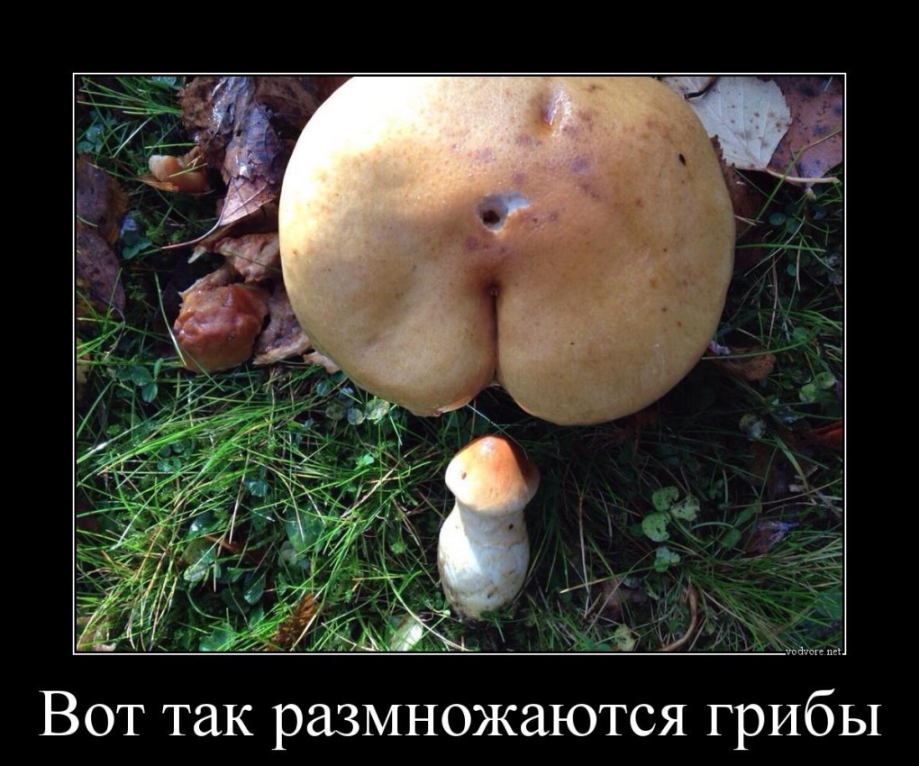 Грибы демотиватор